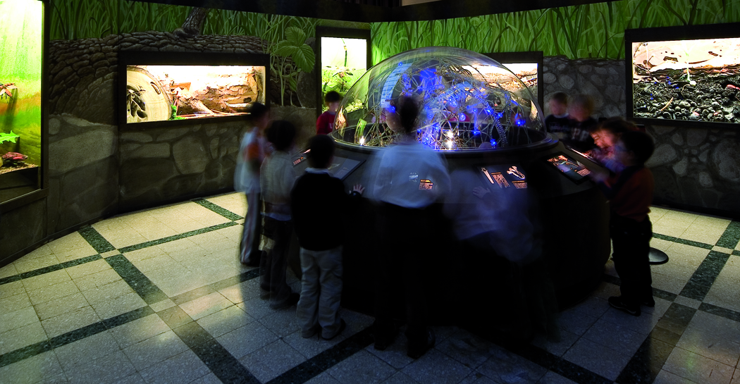 Museo Civico di Zoologia: visite e laboratori per le scuole
