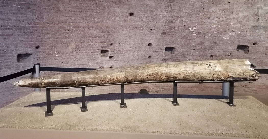 Parte della difesa (zanna) sinistra dell’elefante antico esposta nella mostra “1932. L’elefante e il colle perduto” in corso nel Museo dei Fori Imperiali (foto archivio del Museo dei Fori Imperiali, Sovrintendenza Capitolina ai Beni Culturali)