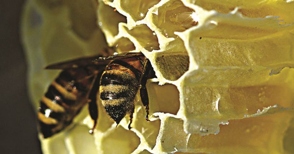 webinar “Sulla via delle api”